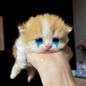 Мяу — стикер для MAX