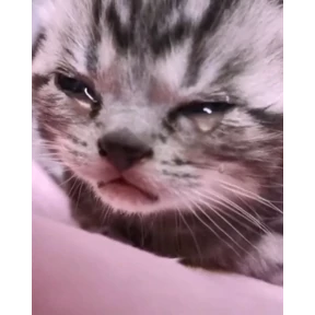 Мяу — стикер для MAX