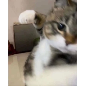 Мяу — стикер для MAX