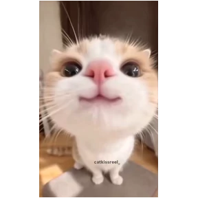 Мяу — стикер для MAX