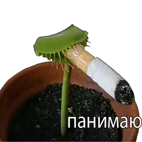 лев — стикер для MAX