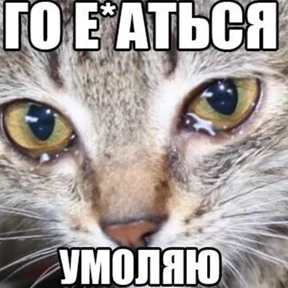 лев — стикер для MAX