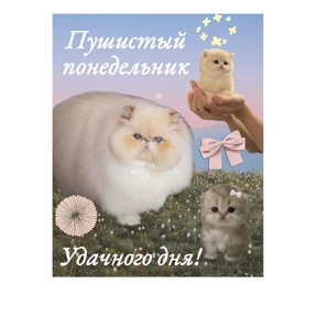 ам — стикер для MAX