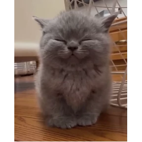 Хах — стикер для MAX