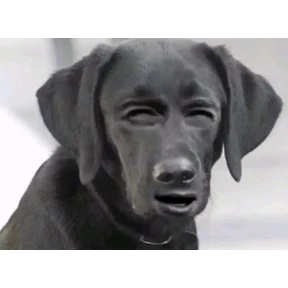 Хах — стикер для MAX