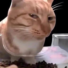 Хах — стикер для MAX