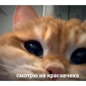 Мяу — стикер для MAX