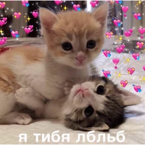 Мяу — стикер для MAX