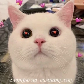 Мяу — стикер для MAX