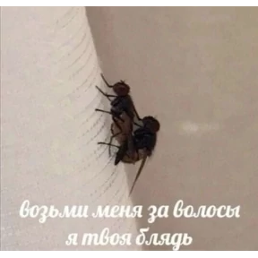 База 126 — стикер для MAX