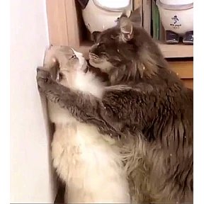 Мяу — стикер для MAX