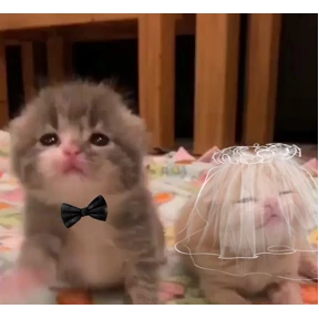 Мяу — стикер для MAX