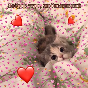 Мяу — стикер для MAX
