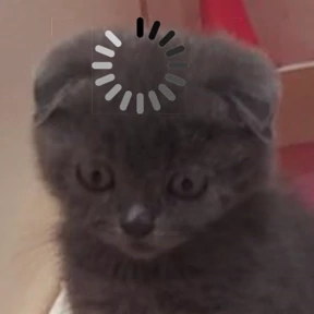 Мяу — стикер для MAX