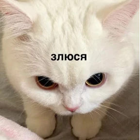Мяу — стикер для MAX