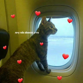 Мяу — стикер для MAX