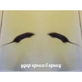 shizofreniki — стикер для MAX