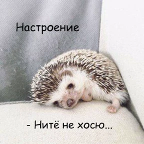И чо и чо? — стикер для MAX