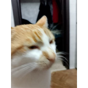 Котятки корм — стикер для MAX