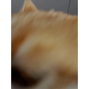 Котятки корм — стикер для MAX