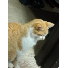 Котятки корм — стикер для MAX