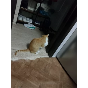 Котятки корм — стикер для MAX