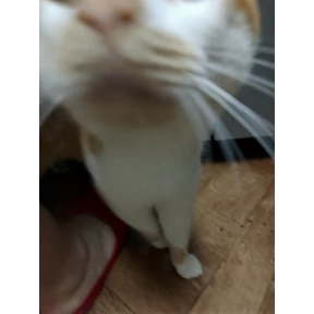 Котятки корм — стикер для MAX