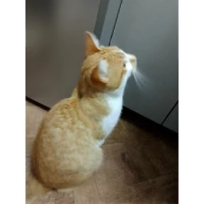 Котятки корм — стикер для MAX