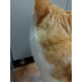 Котятки корм — стикер для MAX