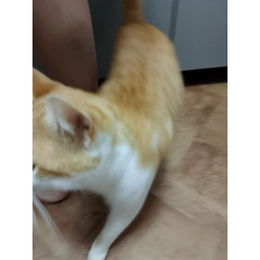 Котятки корм — стикер для MAX