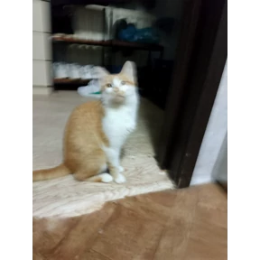 Котятки корм — стикер для MAX