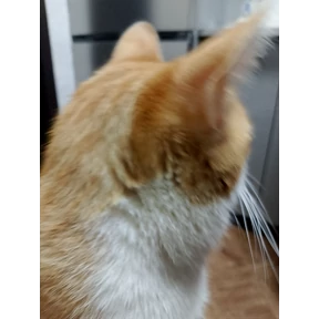 Котятки корм — стикер для MAX