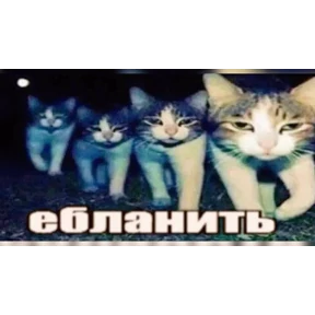 Нормальные стикеры в MAX — стикер для MAX