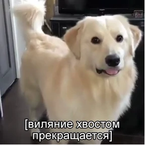 Нормальные стикеры в MAX — стикер для MAX