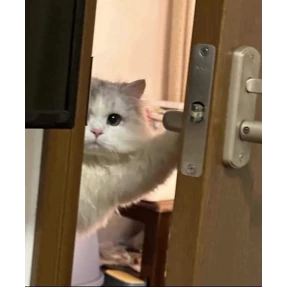 my2 — стикер для MAX
