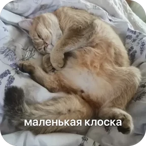 Булосьная полисия — стикер для MAX