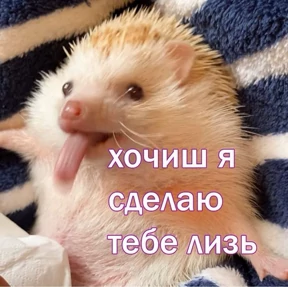 коты еноты ёжики — стикер для MAX