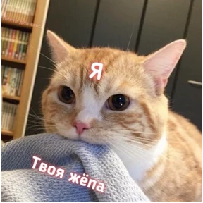 коты еноты ёжики — стикер для MAX