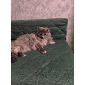Муль — стикер для MAX