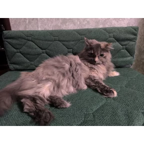 Муль — стикер для MAX