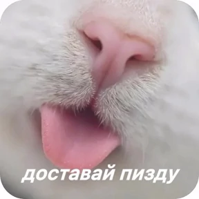 Тг mem stickers — стикер для MAX