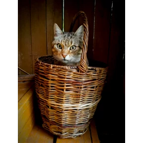 Тест стикер — стикер для MAX