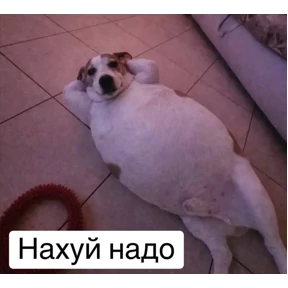 База 126 — стикер для MAX
