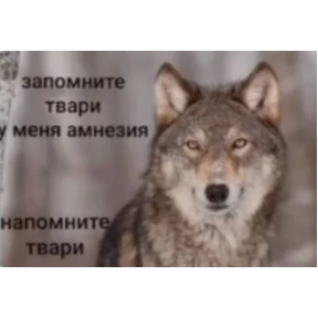 База 126 — стикер для MAX