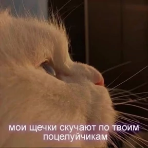 База 126 — стикер для MAX
