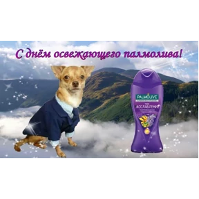 День дня — стикер для MAX