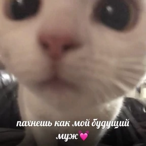 Котики — стикер для MAX