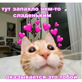 Котики — стикер для MAX
