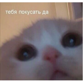 Котики — стикер для MAX