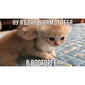 Котики — стикер для MAX
